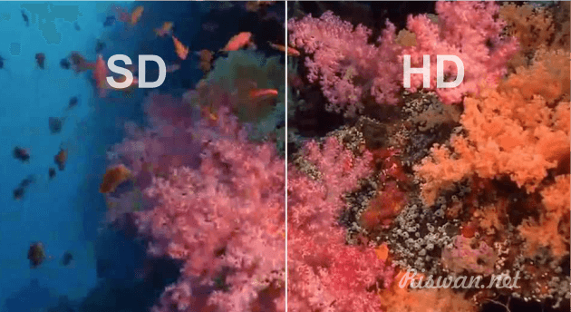 Perbedaan SD dan HD