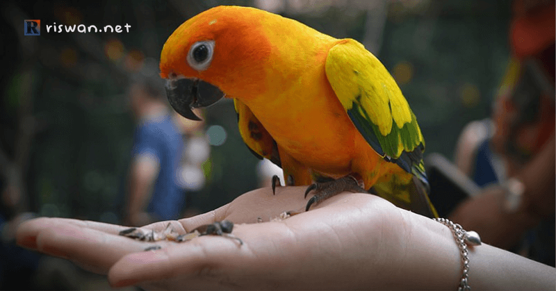 Cara Menjinakan Burung Hasil Tangkapan Hutan Ala Kicaumania.net